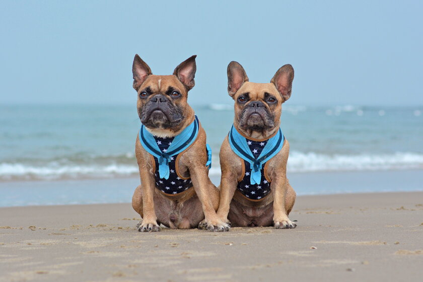 Zwei franzoesische Bulldoggen am Strand.