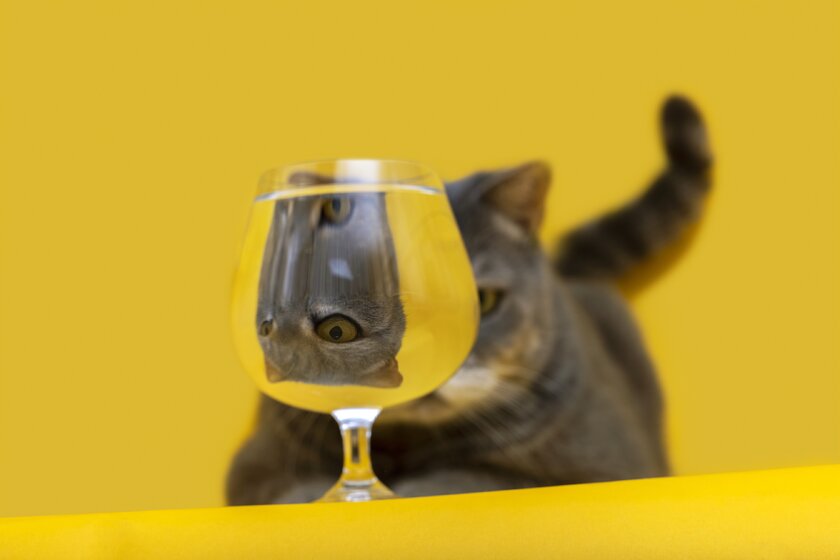 Ruhende Katze blickt durch Wasserglas und verwirrt den Betrachter