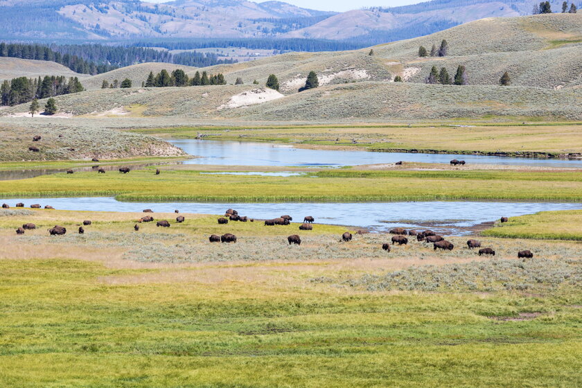 Bison grazing by the river in Yellowstone National Park, Wyoming, USA.